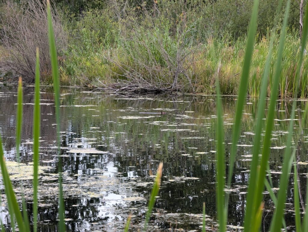 Beavers NW Nature Walk