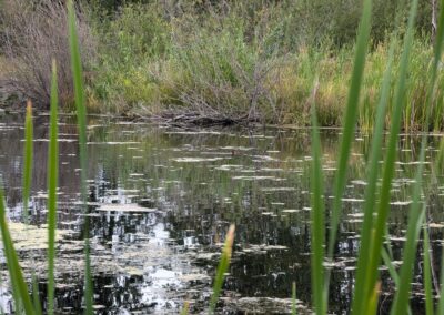 Beavers NW Nature Walk